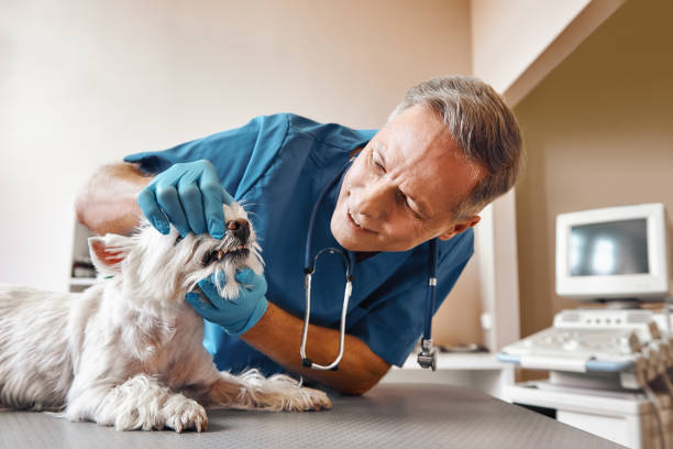 Best Pediatric Emergency Dentist in Park Hills, MO